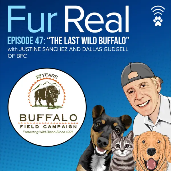 Podcast: "THE LAST WILD BUFFALO" with Justine Sanchez and Dallas Gudgell