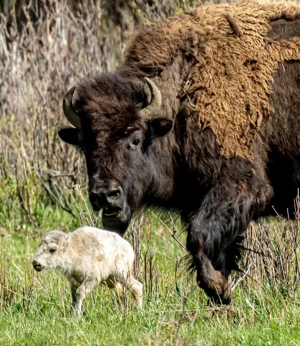 Naming of the White Buffalo Calf