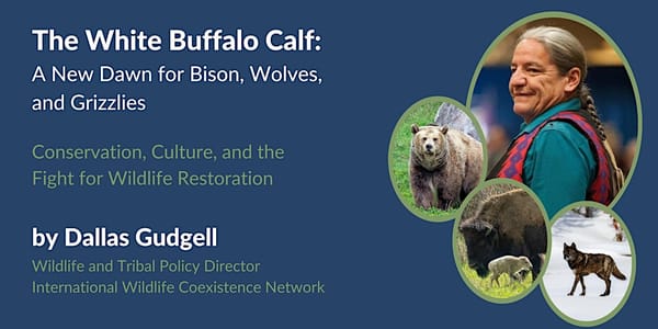 White Buffalo Calf Talk in UK